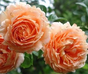 Цветки розы полька