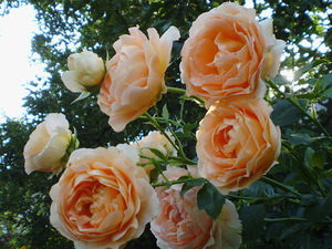 Цветение розы полька