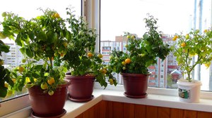 Особенности выращивания и ухода зимних помидоров