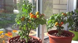 Выращивать помидоры черри на подоконнике не сложно