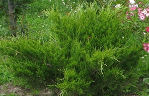 Хвойный куст Juniperus sabina сорт Rockery Gem