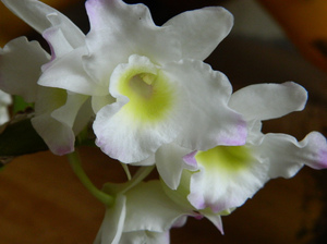 Размножение орхидеи  Дендробиум нобиле