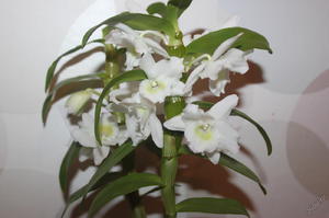 Режим полива для орхидеи Дендробиум нобиле