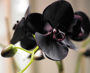 Уход в домашних условиях за цветком Орхидея Фаленопсис