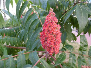 Как цветет дерево Сумах пушистый