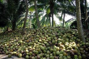 Плоды пальмы кокоса