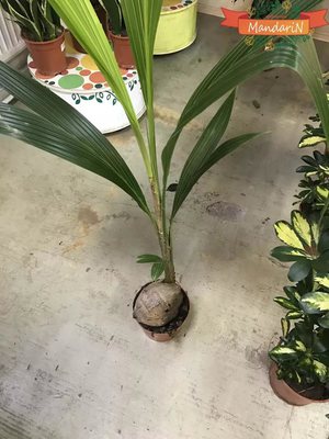 Молодая пальма кокоса
