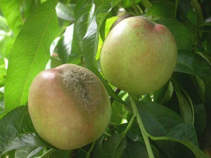 Заболевание плодов персика