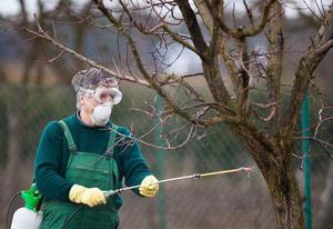 Опрыскивание деревьев персика фунгицидом