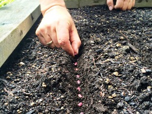 Посадка семян фасоли в открытый грунт