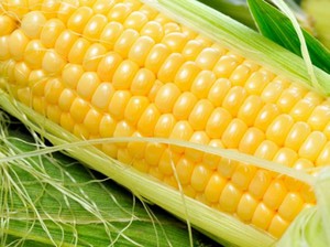 Кукуруза сорта Спирит: описание