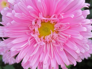 Розовая астра в цветении
