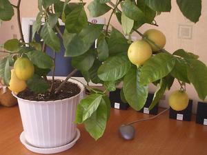 Как вырастить лимон в комнате