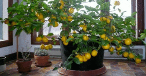 Как посадить лимонное дерево