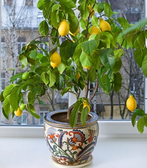Выращивание лимона