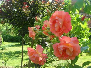 Цветение розы вестерленд