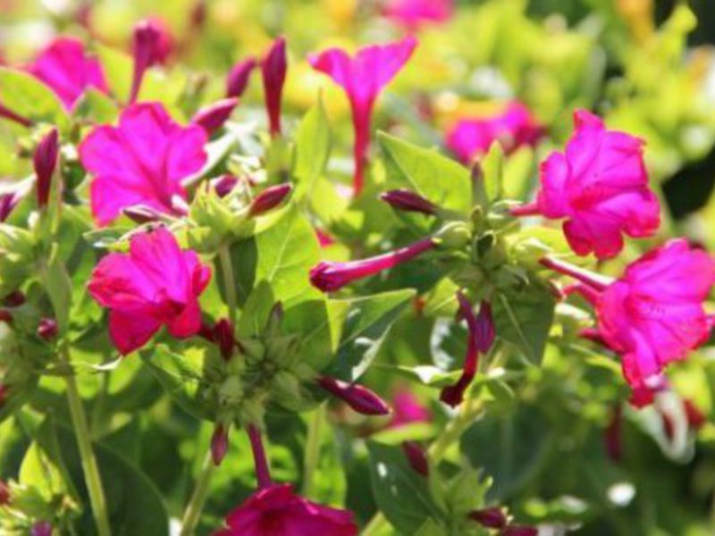 Популярные сорта цветка мирабилис