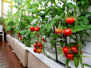 Рассада помидоров дл выращивания на балконе