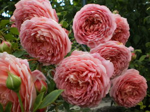 Английская роза 