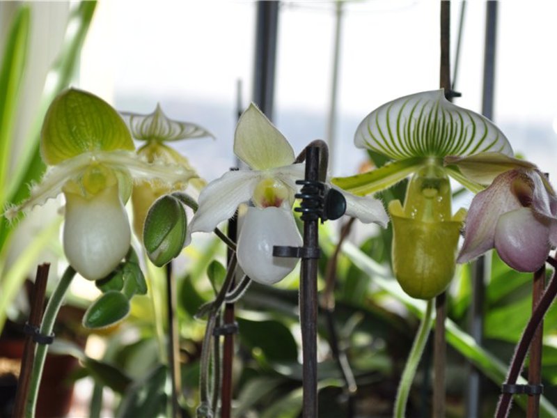 Чем отличается орхидея венерин башмачок