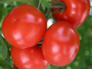  описание урожайного сорта томата Евпатор F1