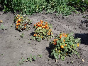 Способ вырастить помидоры