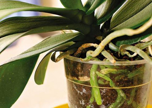 Как спасти орхидею со сгнившими корнями