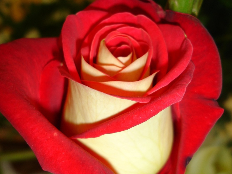Роза чайно-гибридная  осиия