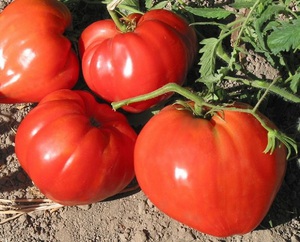 Описание сортов томатов