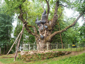 Литовский Стельмужский дуб –  самое старое дерево в Европе