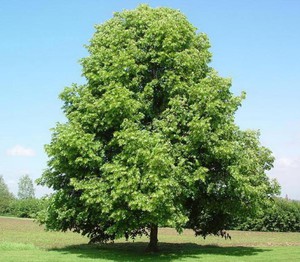 Характеристика дерева липа