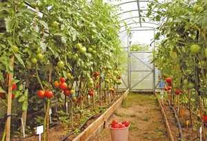 Как посадить томаты в теплицу