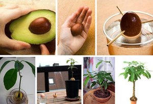 Способы вырастить авокадо