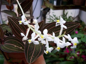 Размножениие орхидеи  Лудизия 