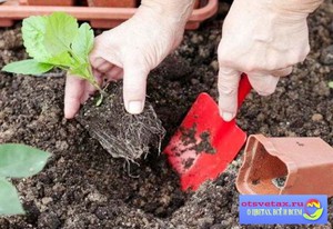 Как посадить астры семенами