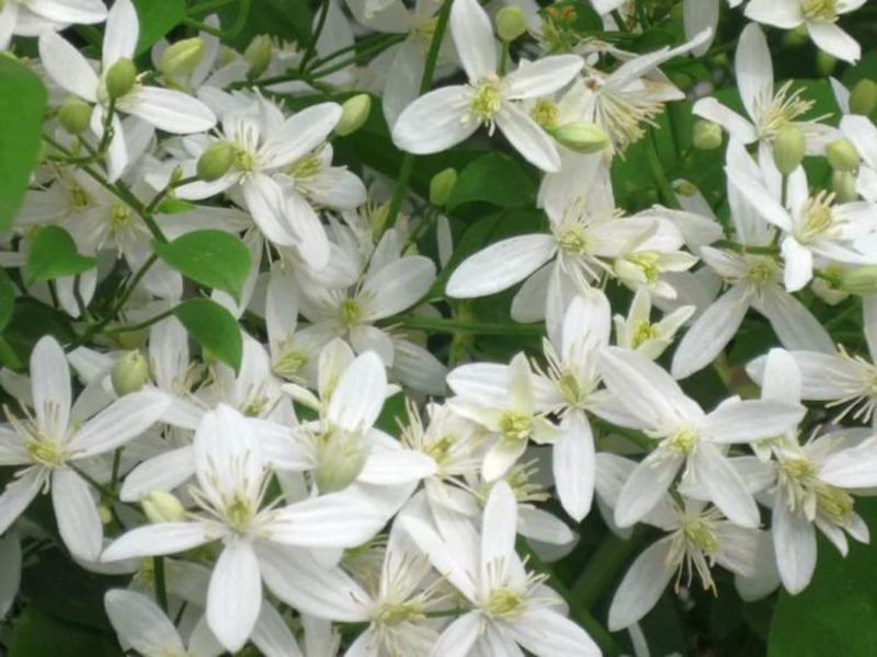 Растение клематис белого цвета