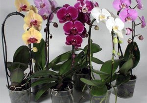 Цветение орхидеи 