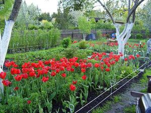 Выращивание тюльпанов на даче