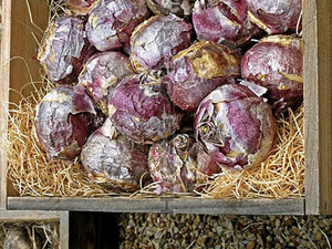 Как хранить луковицы гиацинтов