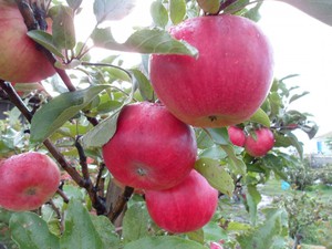 Описание сорта яблонь васюган