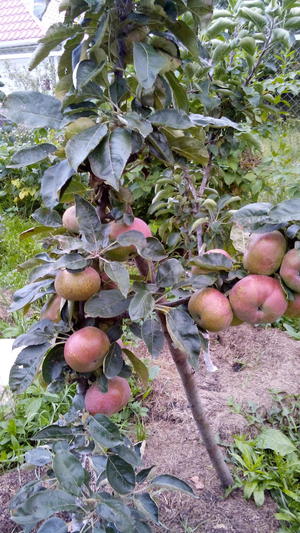 Как вырастить яблони васюган