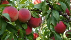 Плоди персика