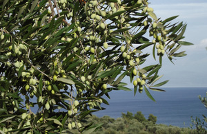 Размножение оливкового дерева