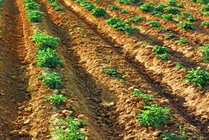 Особенности процедуры посадки картофеля в гребни
