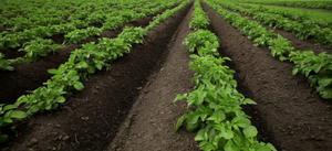 Основные достоинства посадки картофеля в гребни