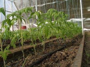 Как высадить рассаду помидоров