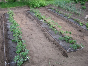 Нюансы посадки помидор в почву