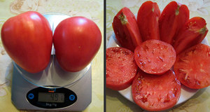 Как вырастить томаты