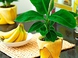 Как вырастить бананы дома