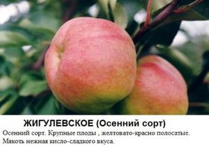 Какие сорта яблонь лучше всех растут в Сибири